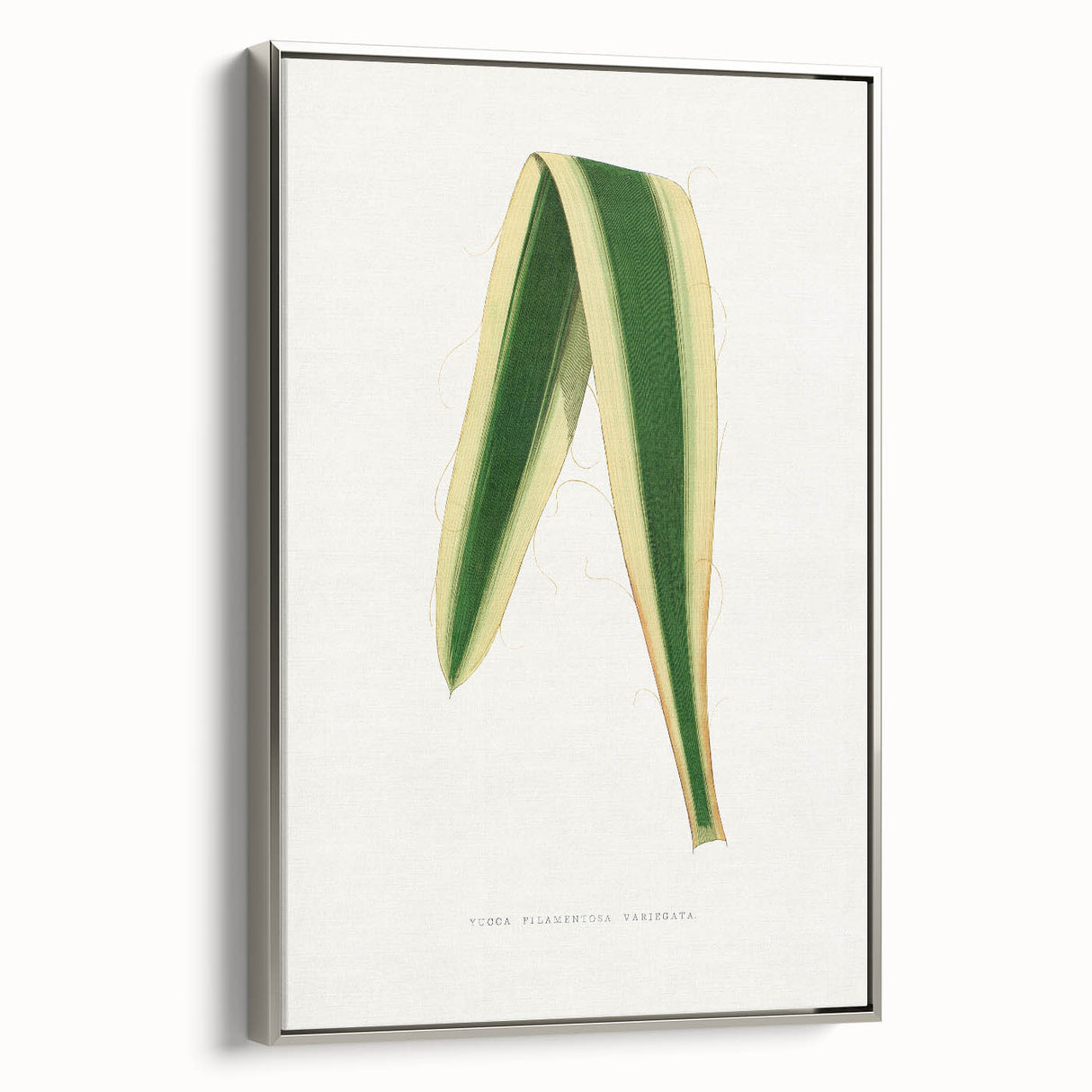 Romanticism Art: Yucca Filamentosa Leaf Illustration Canvas Print