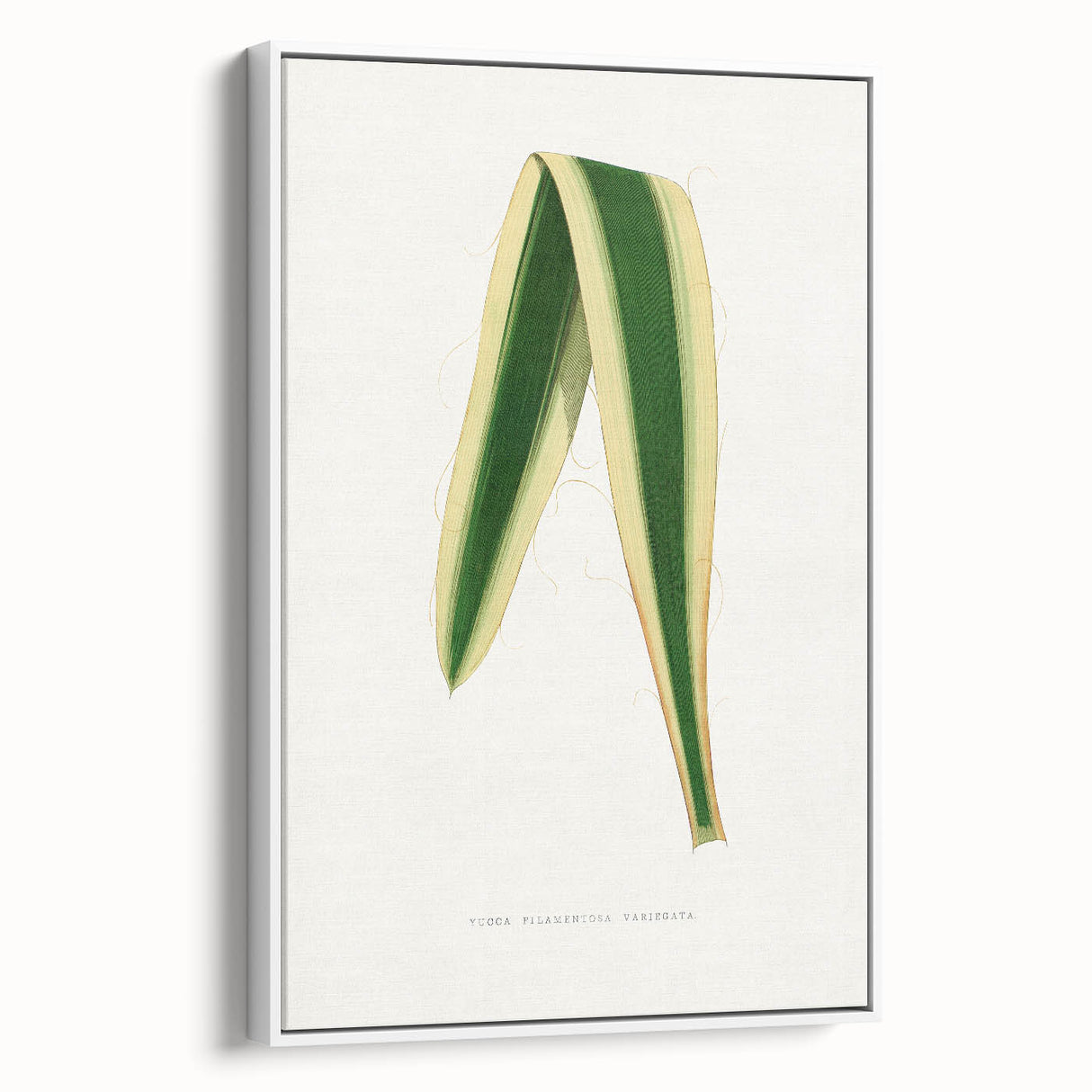 Romanticism Art: Yucca Filamentosa Leaf Illustration Canvas Print