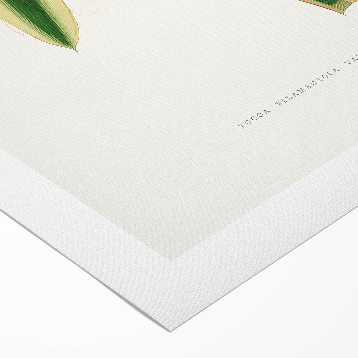 Romanticism Art: Yucca Filamentosa Leaf Illustration Canvas Print