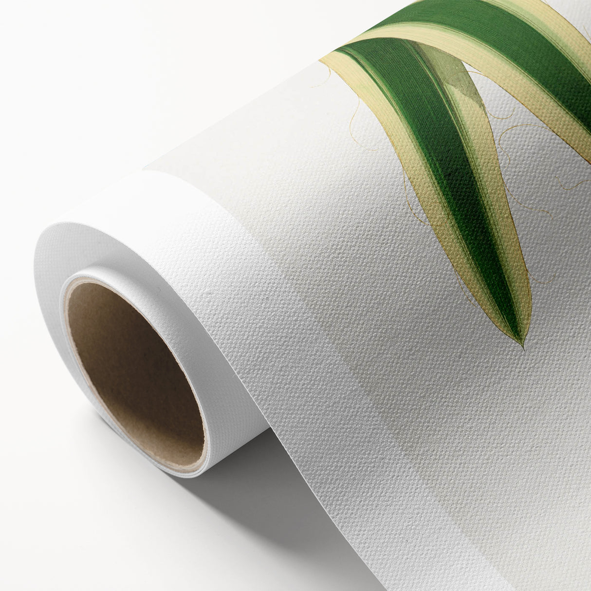 Romanticism Art: Yucca Filamentosa Leaf Illustration Canvas Print