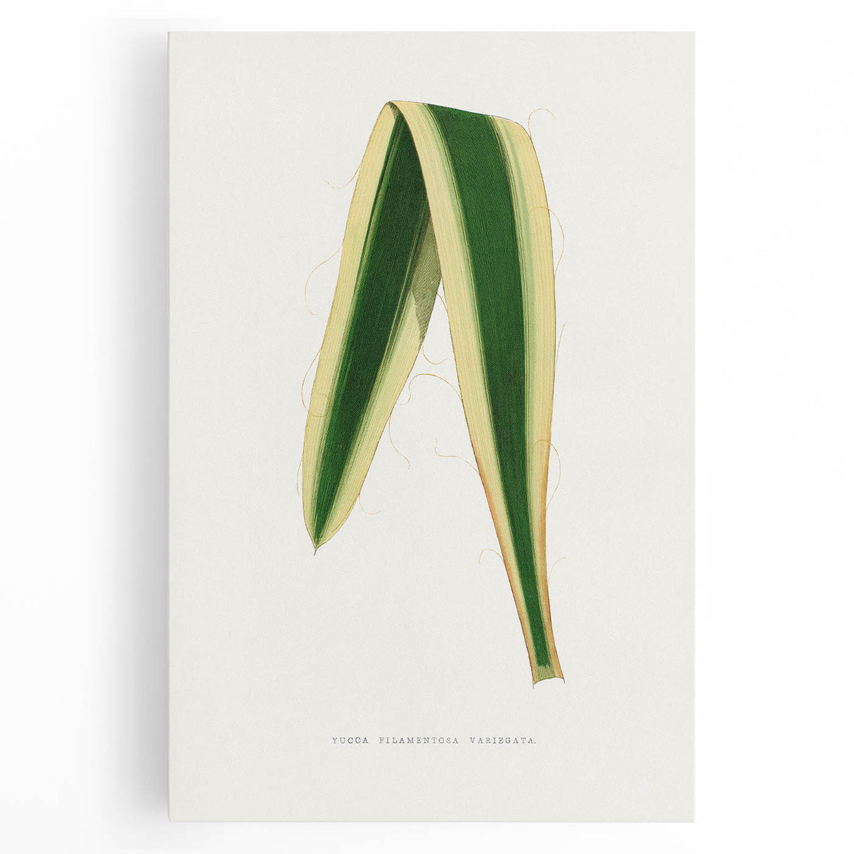 Romanticism Art: Yucca Filamentosa Leaf Illustration Canvas Print