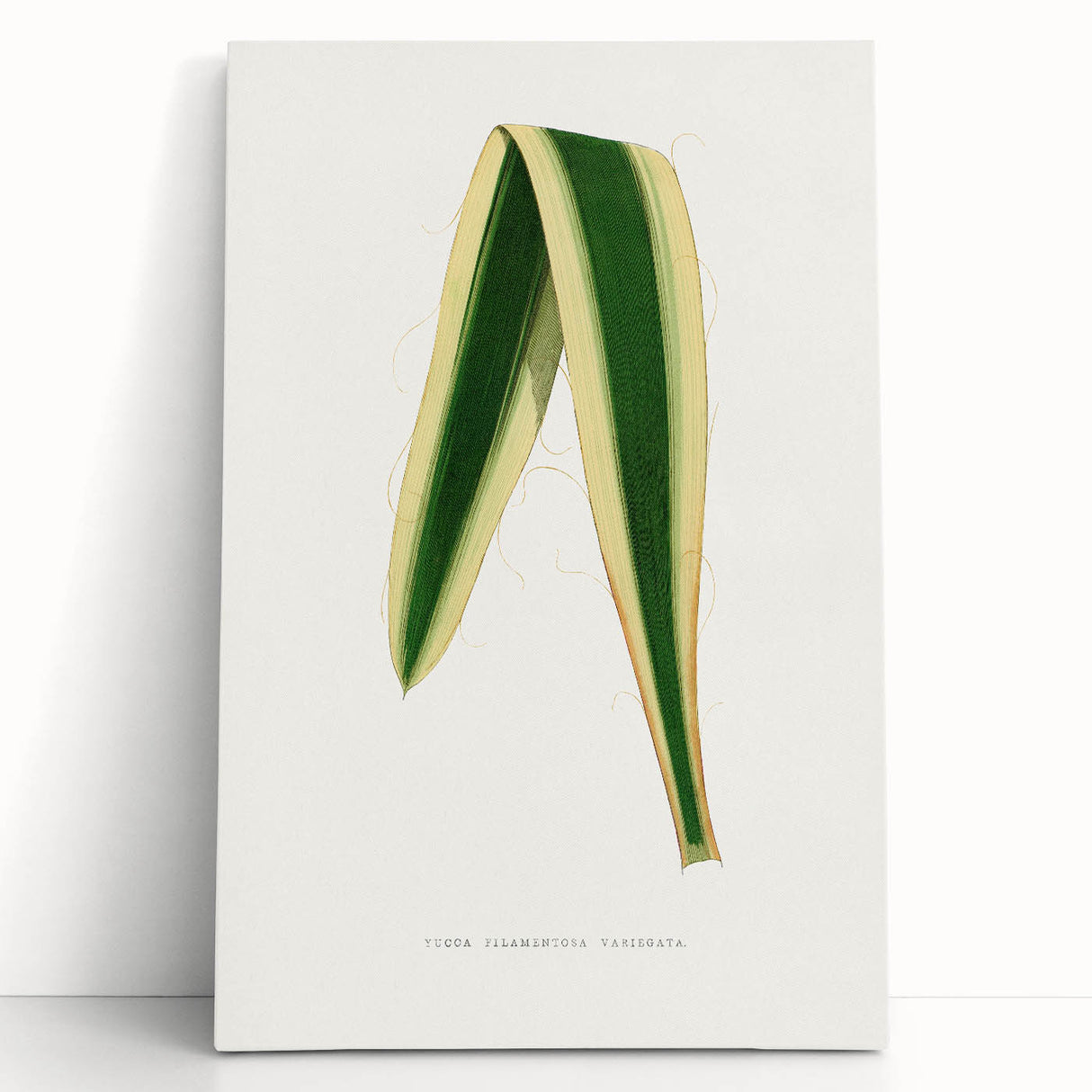 Romanticism Art: Yucca Filamentosa Leaf Illustration Canvas Print