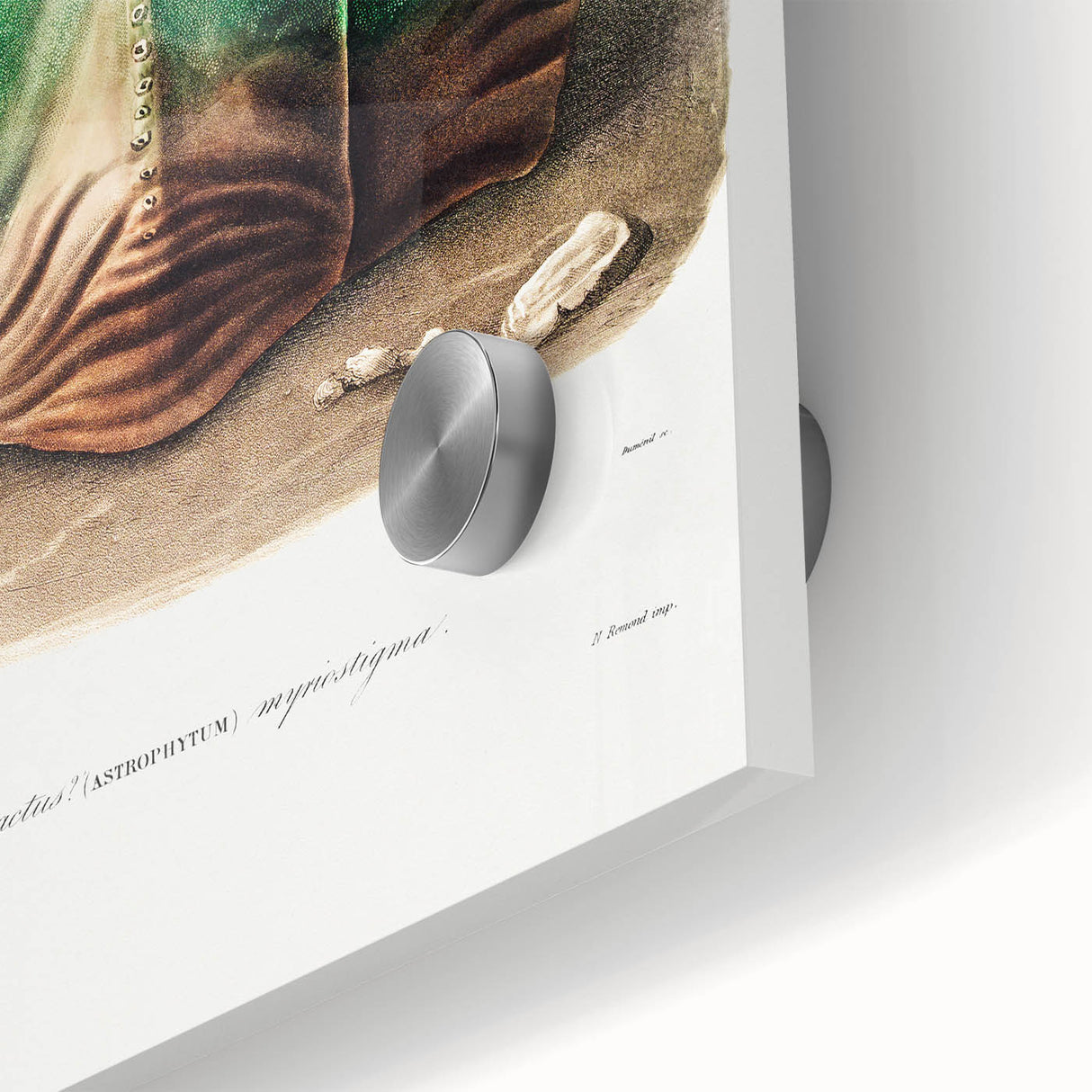 Romanticism Art: Bishop’s Cap Cactus Illustration Canvas Print