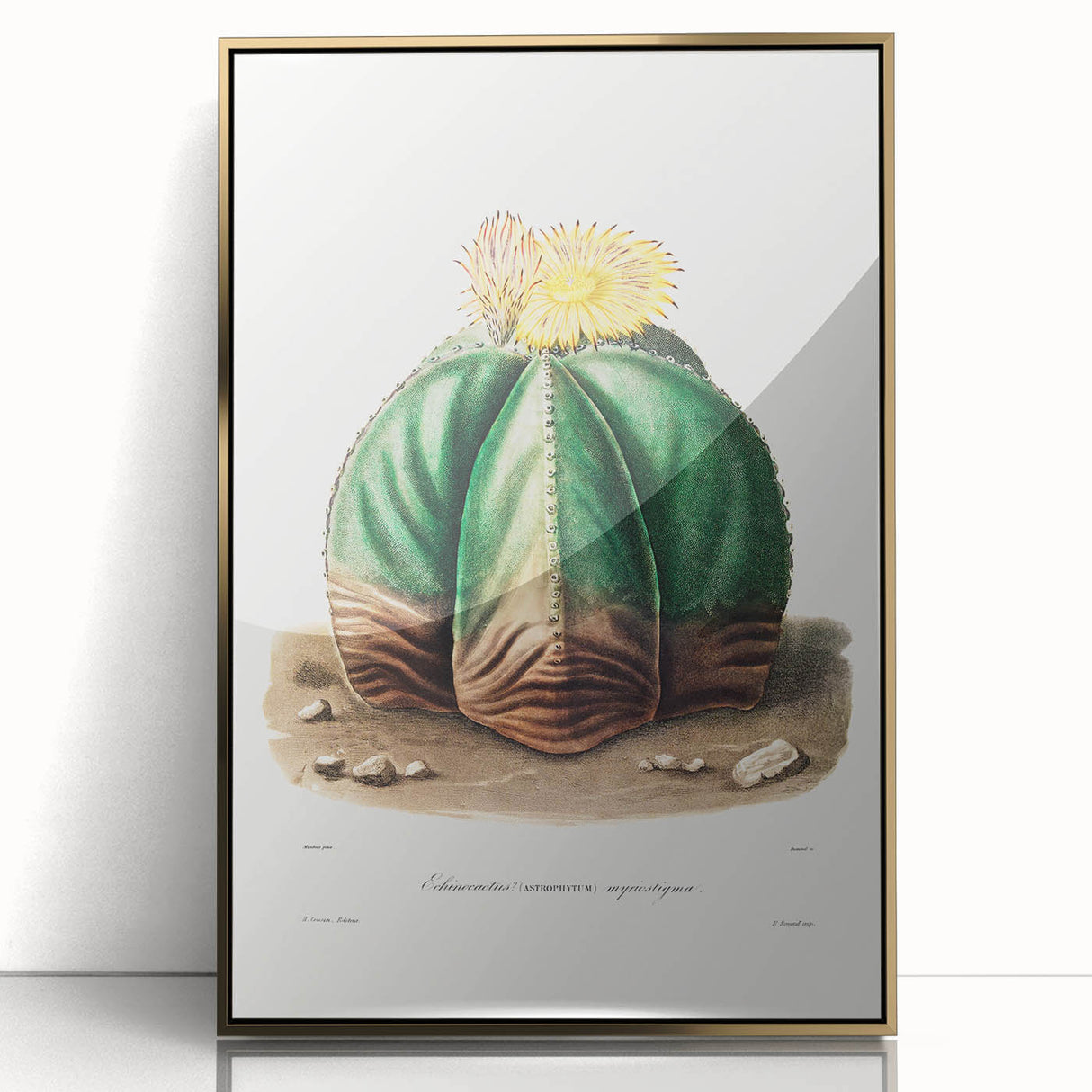 Romanticism Art: Bishop’s Cap Cactus Illustration Canvas Print