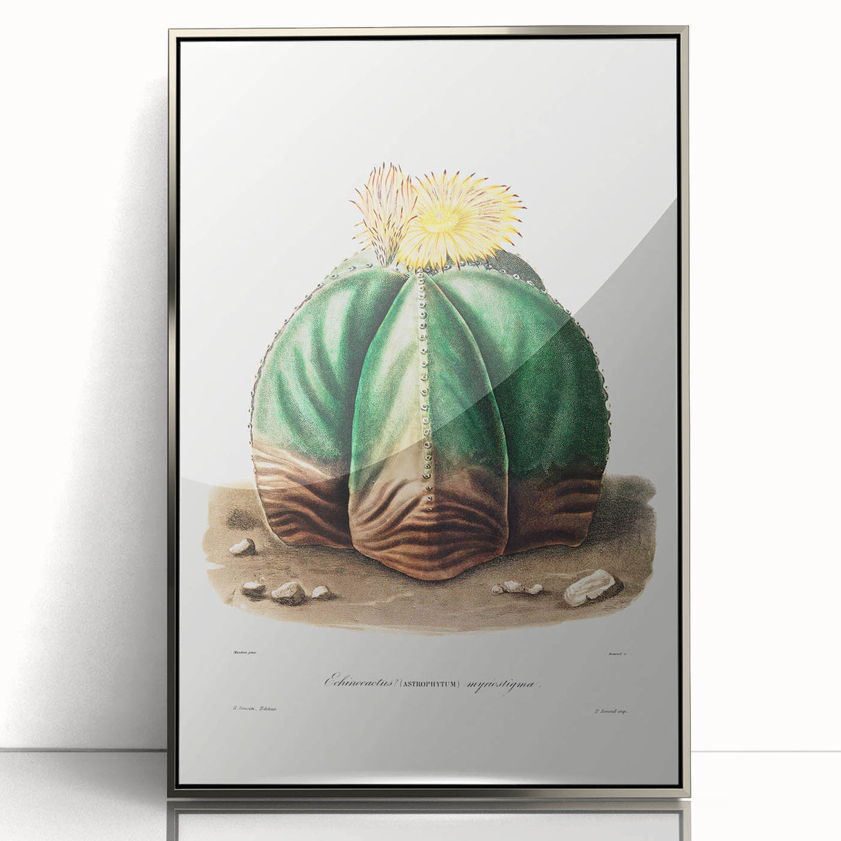 Romanticism Art: Bishop’s Cap Cactus Illustration Canvas Print