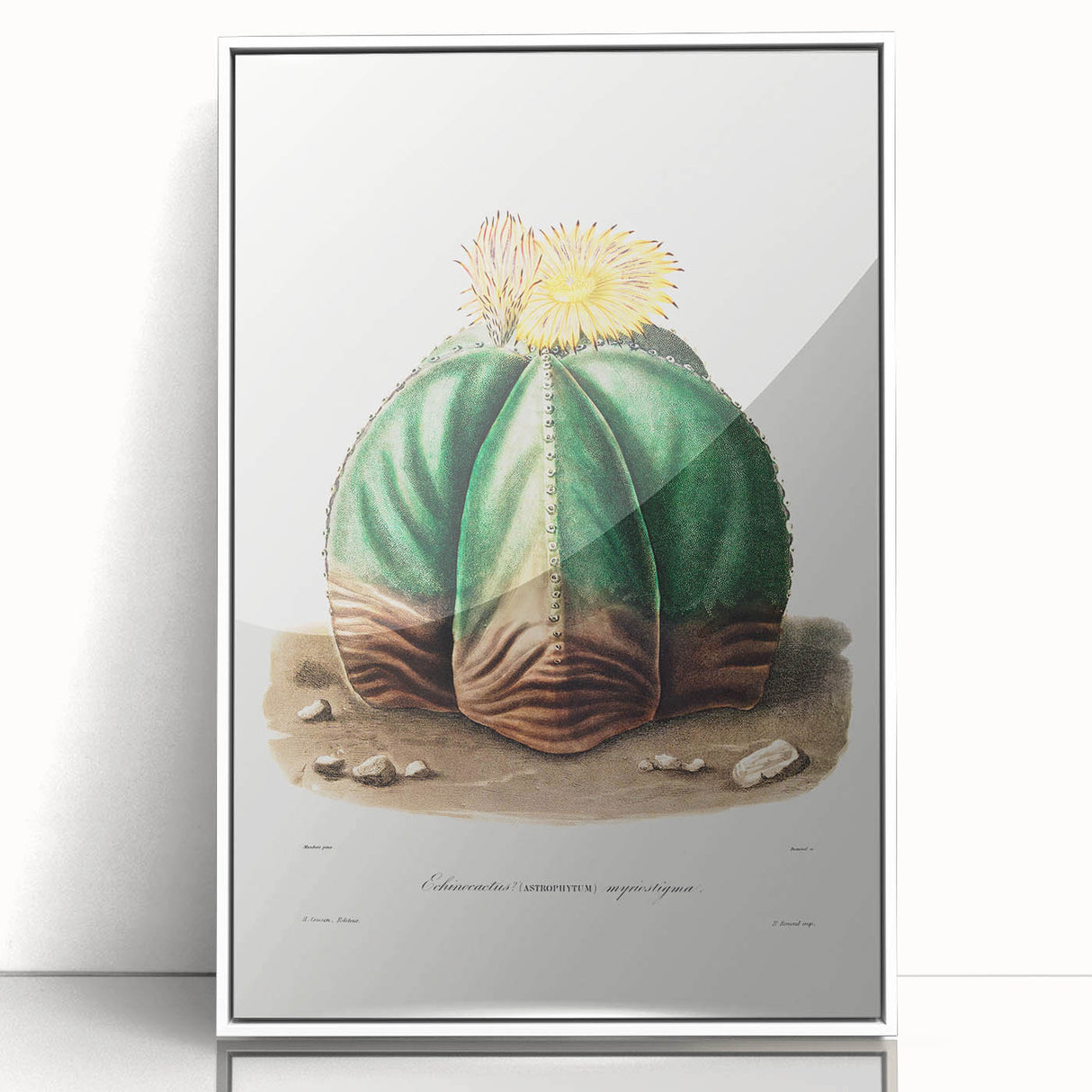 Romanticism Art: Bishop’s Cap Cactus Illustration Canvas Print