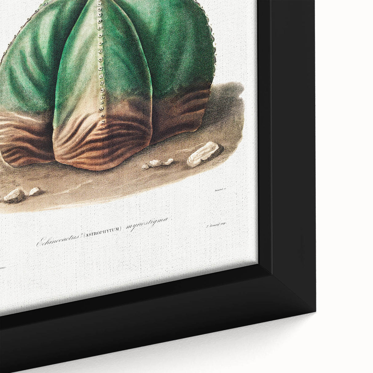 Romanticism Art: Bishop’s Cap Cactus Illustration Canvas Print