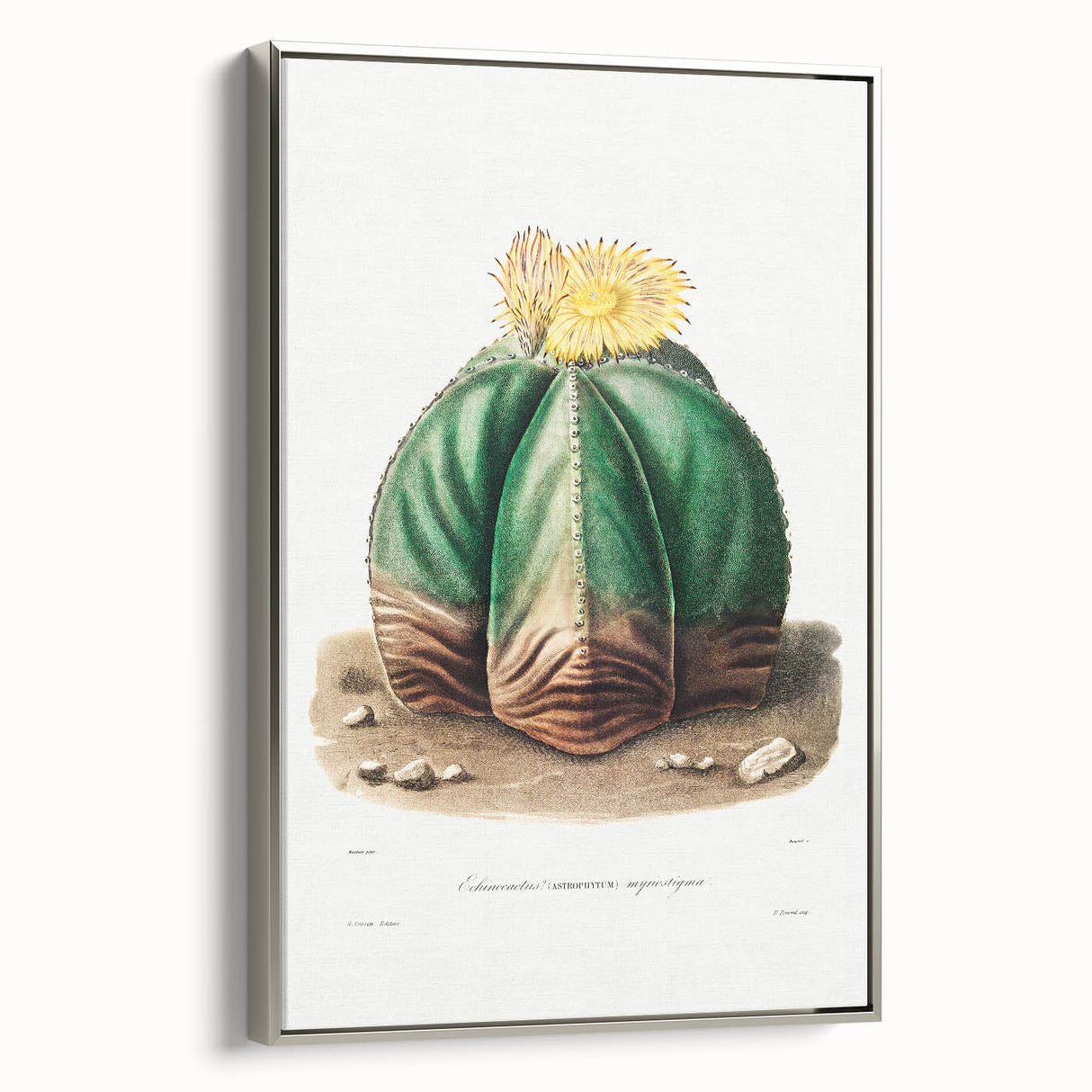 Romanticism Art: Bishop’s Cap Cactus Illustration Canvas Print