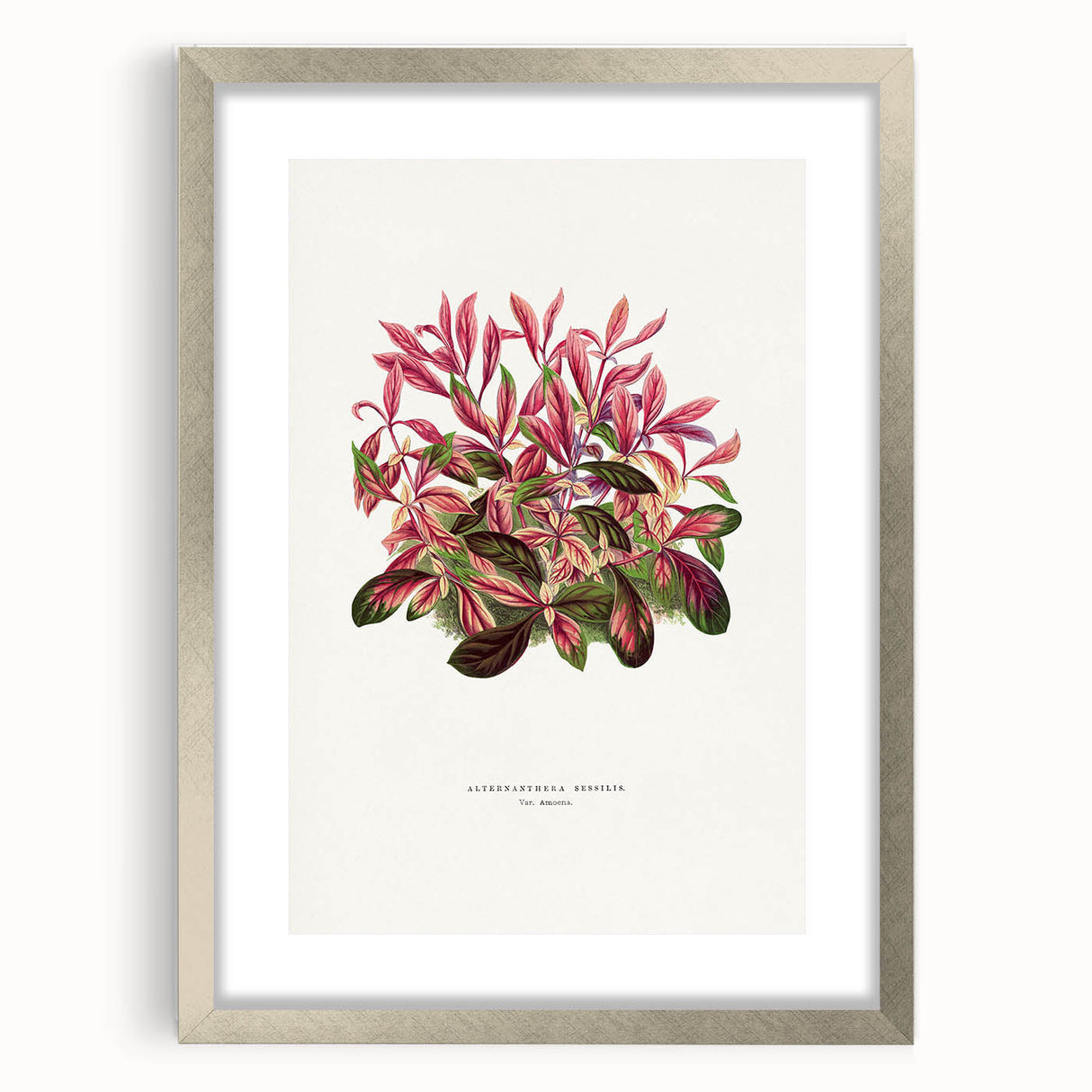 Romanticism Art: Alternanthera Leaf Botanical Canvas Print