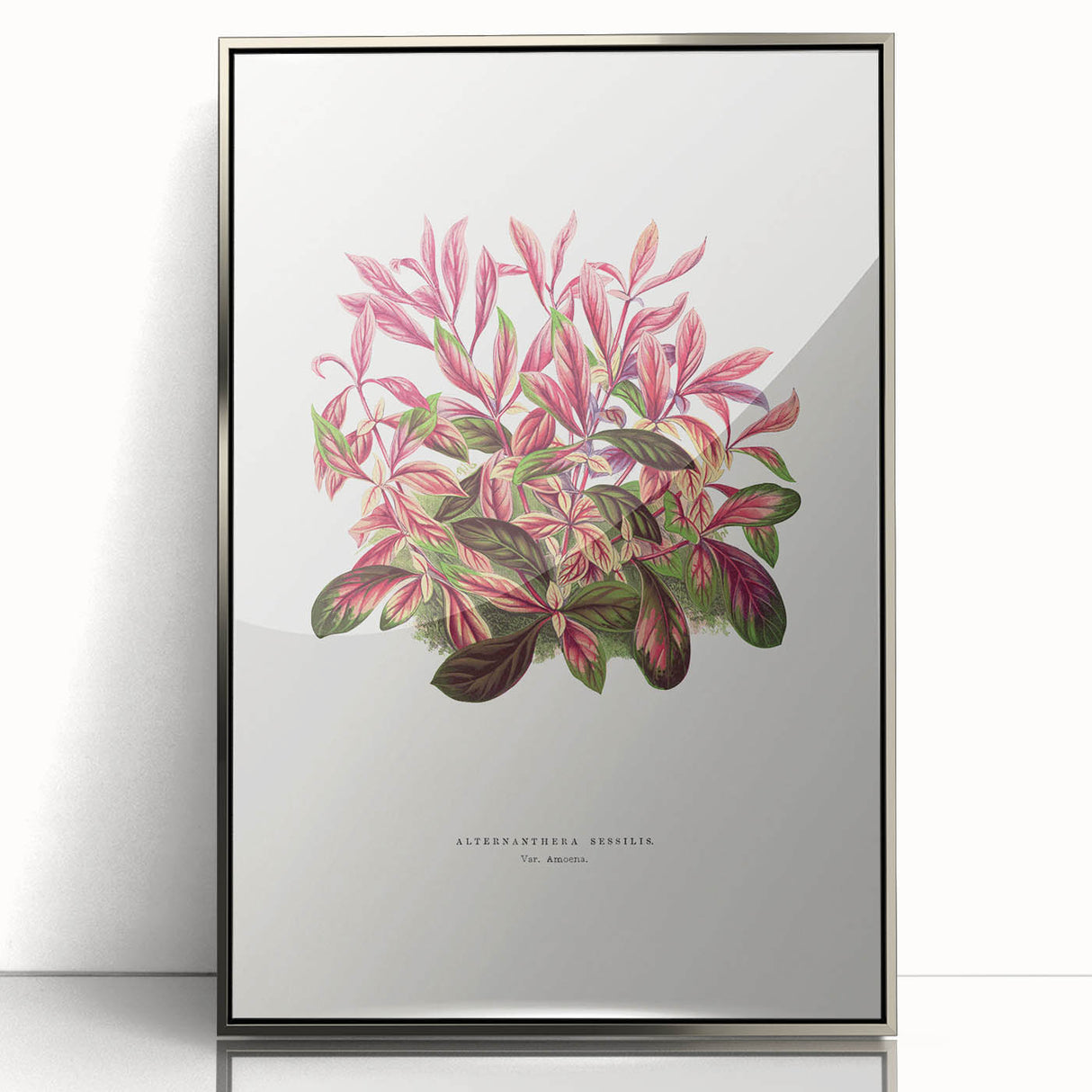 Romanticism Art: Alternanthera Leaf Botanical Canvas Print
