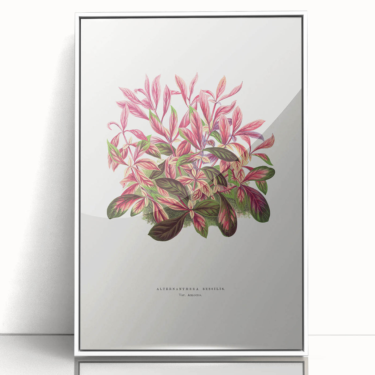 Romanticism Art: Alternanthera Leaf Botanical Canvas Print