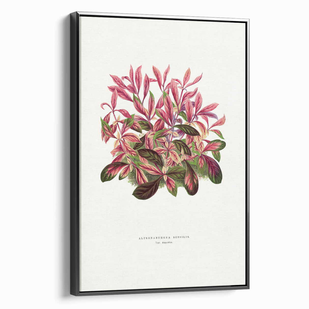Romanticism Art: Alternanthera Leaf Botanical Canvas Print
