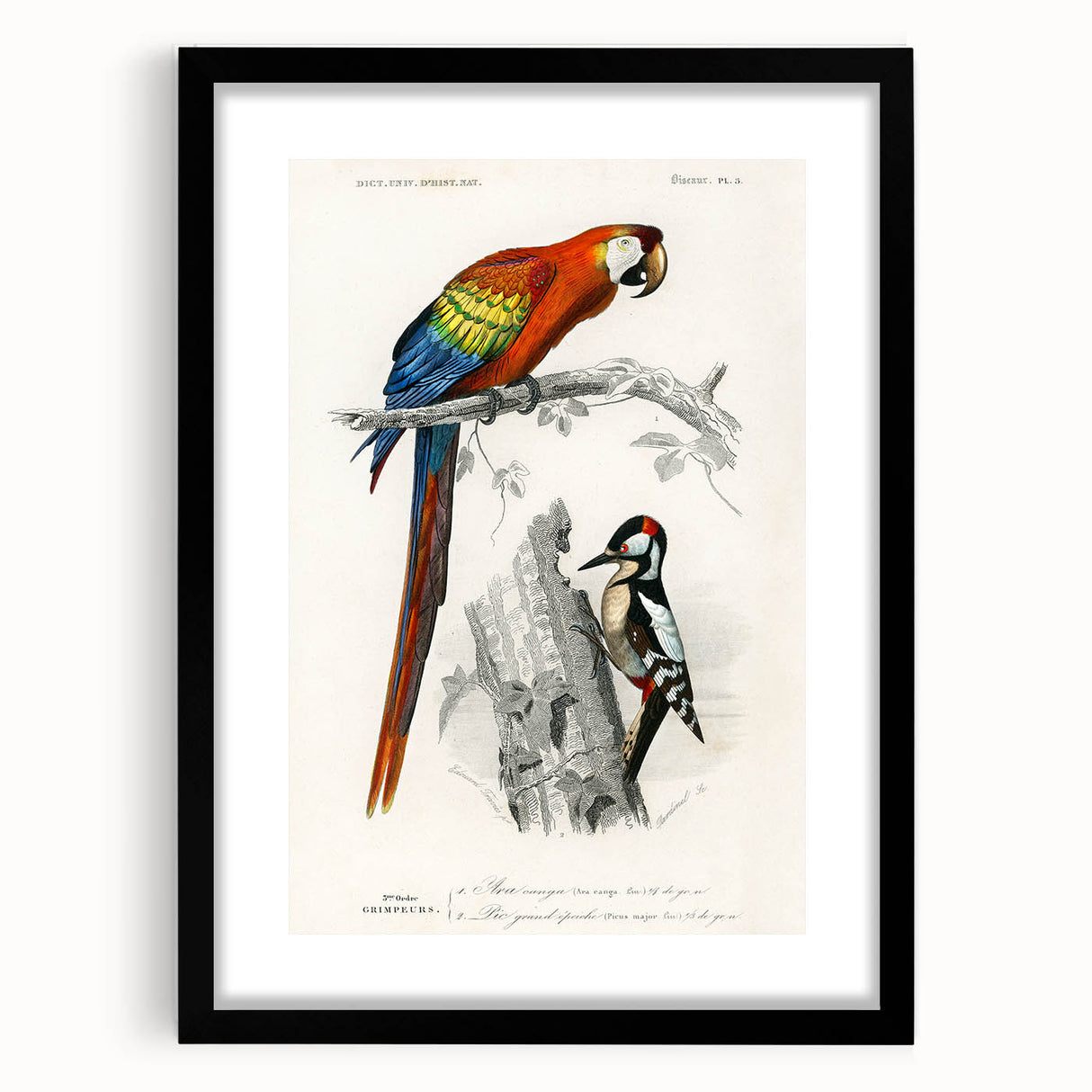 Romanticism Art: Macaw & Woodpecker Bird Illustration Canvas Print