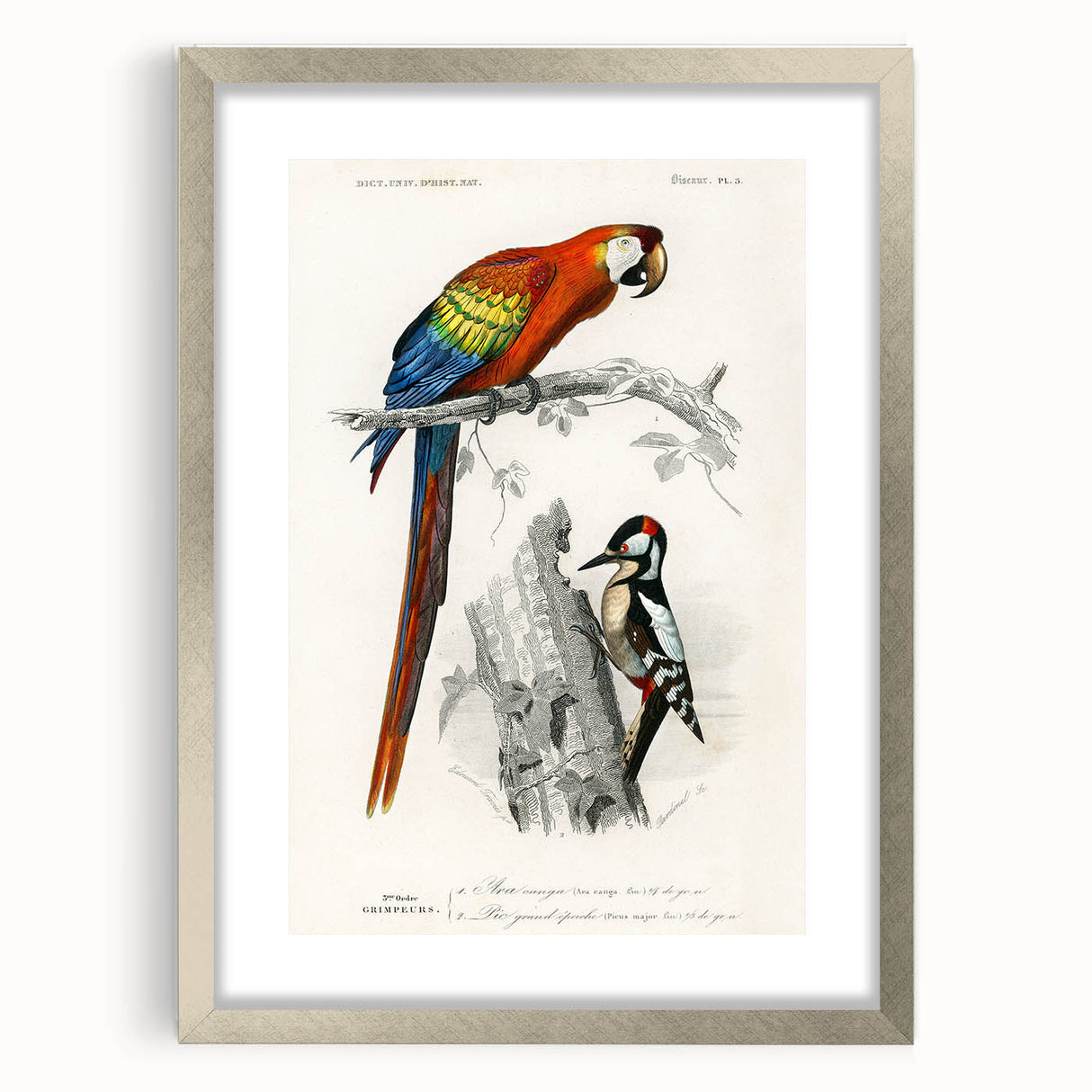 Romanticism Art: Macaw & Woodpecker Bird Illustration Canvas Print