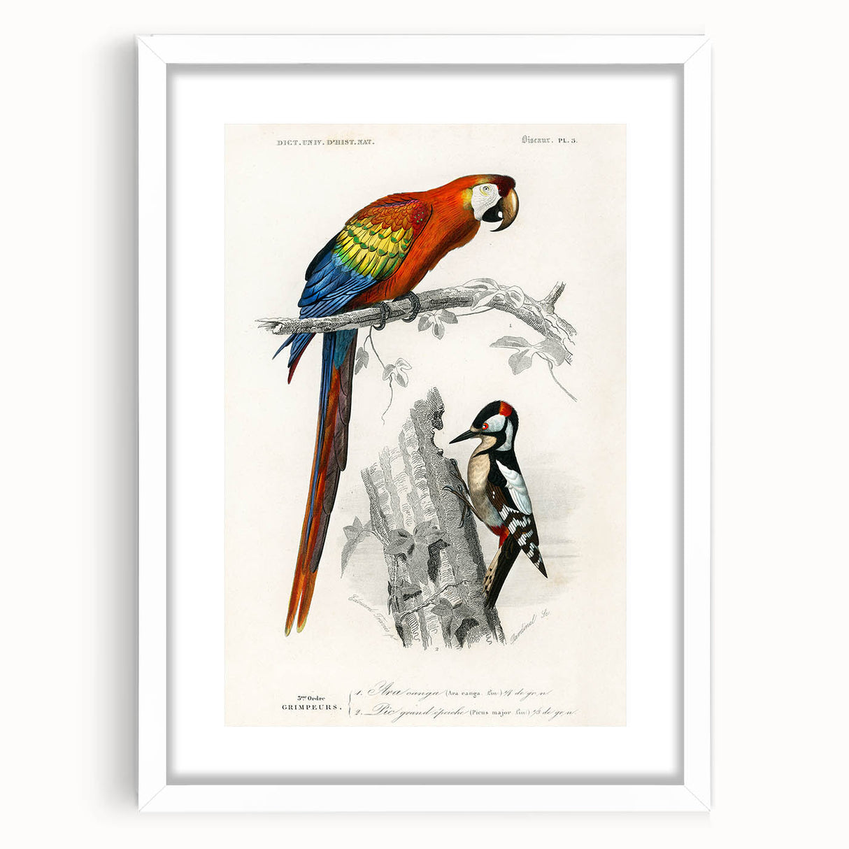 Romanticism Art: Macaw & Woodpecker Bird Illustration Canvas Print