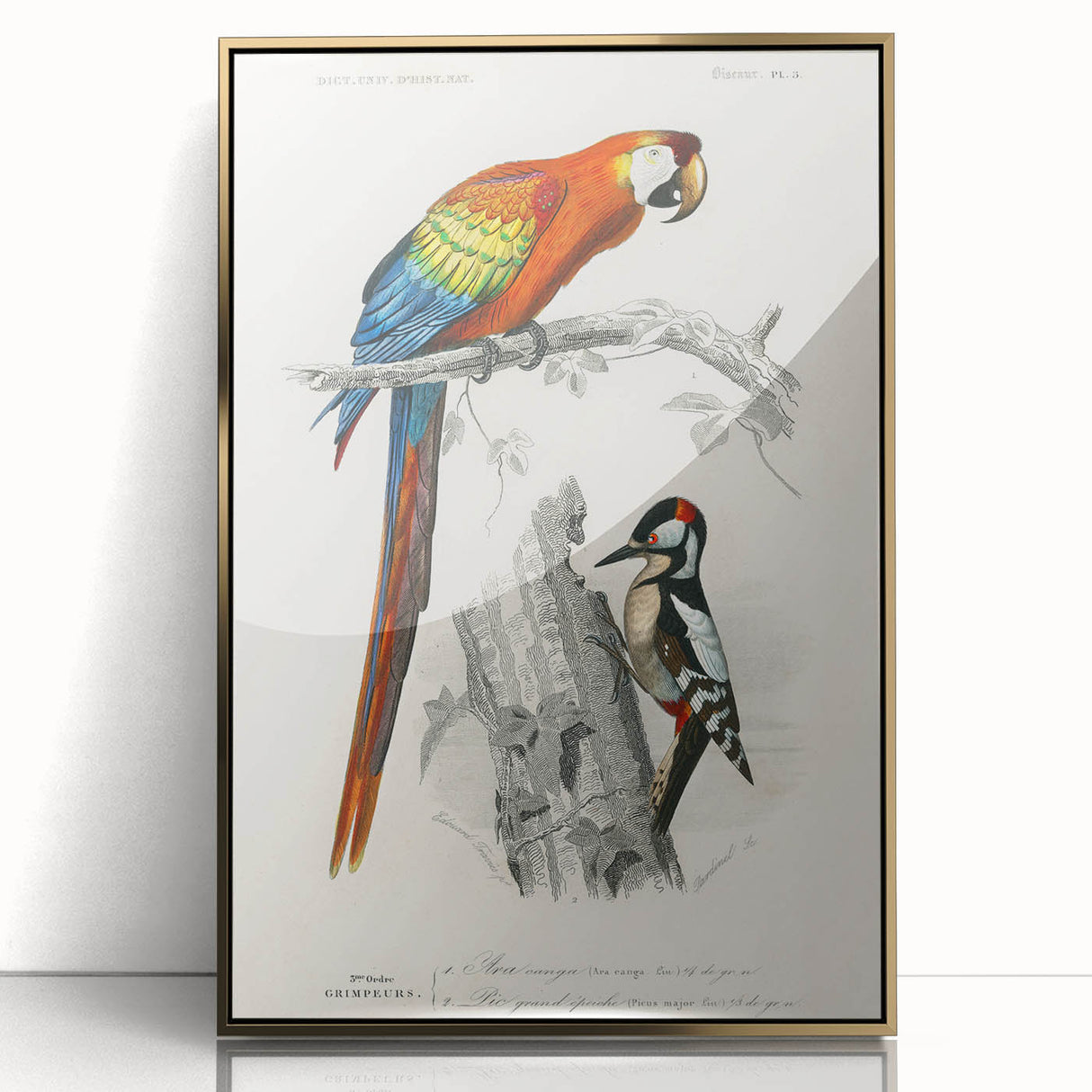 Romanticism Art: Macaw & Woodpecker Bird Illustration Canvas Print