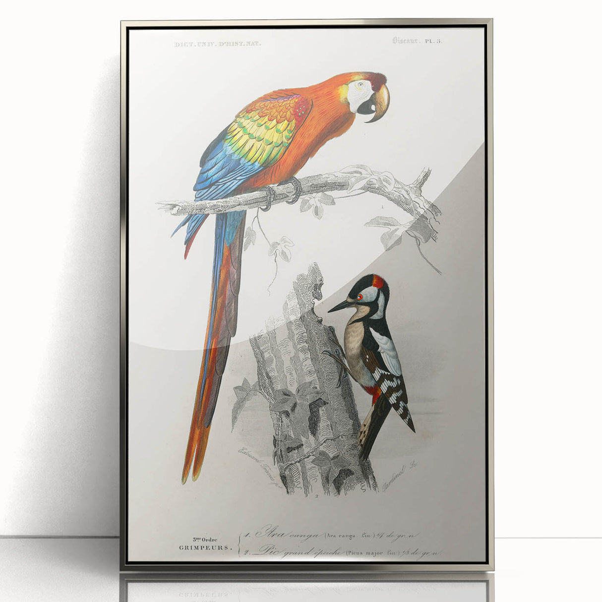 Romanticism Art: Macaw & Woodpecker Bird Illustration Canvas Print
