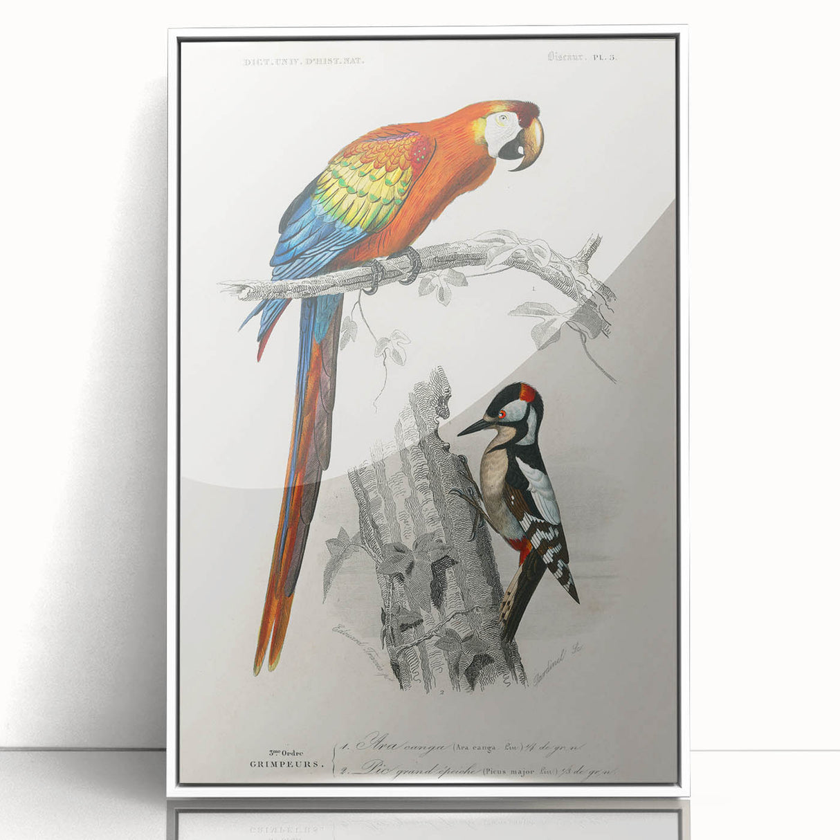Romanticism Art: Macaw & Woodpecker Bird Illustration Canvas Print