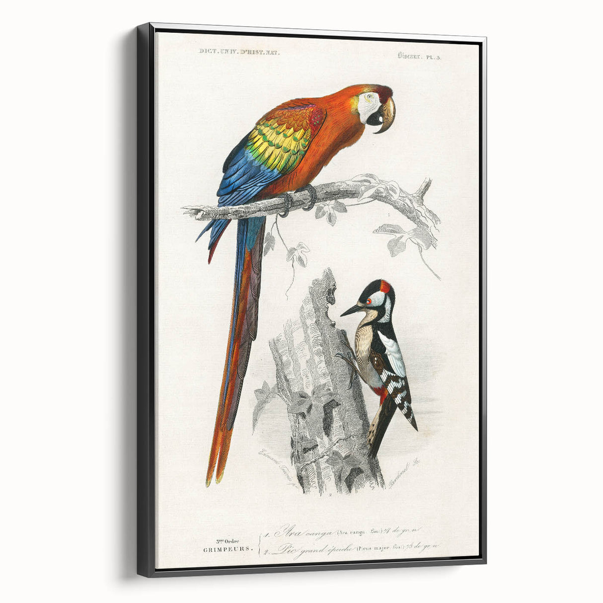 Romanticism Art: Macaw & Woodpecker Bird Illustration Canvas Print