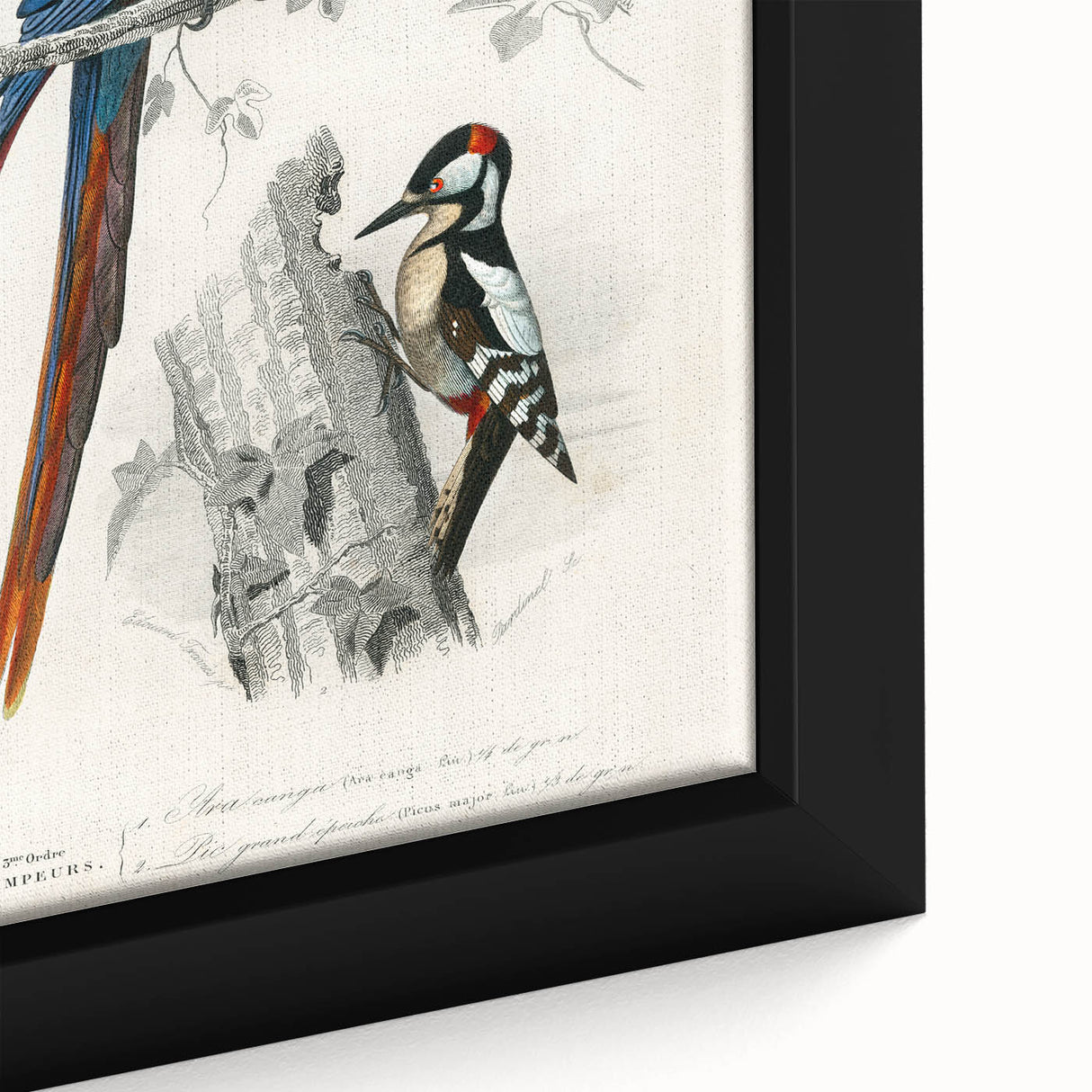 Romanticism Art: Macaw & Woodpecker Bird Illustration Canvas Print