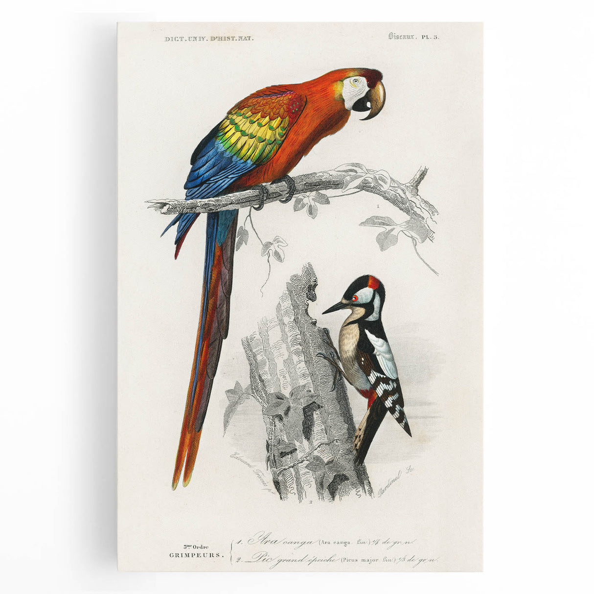 Romanticism Art: Macaw & Woodpecker Bird Illustration Canvas Print