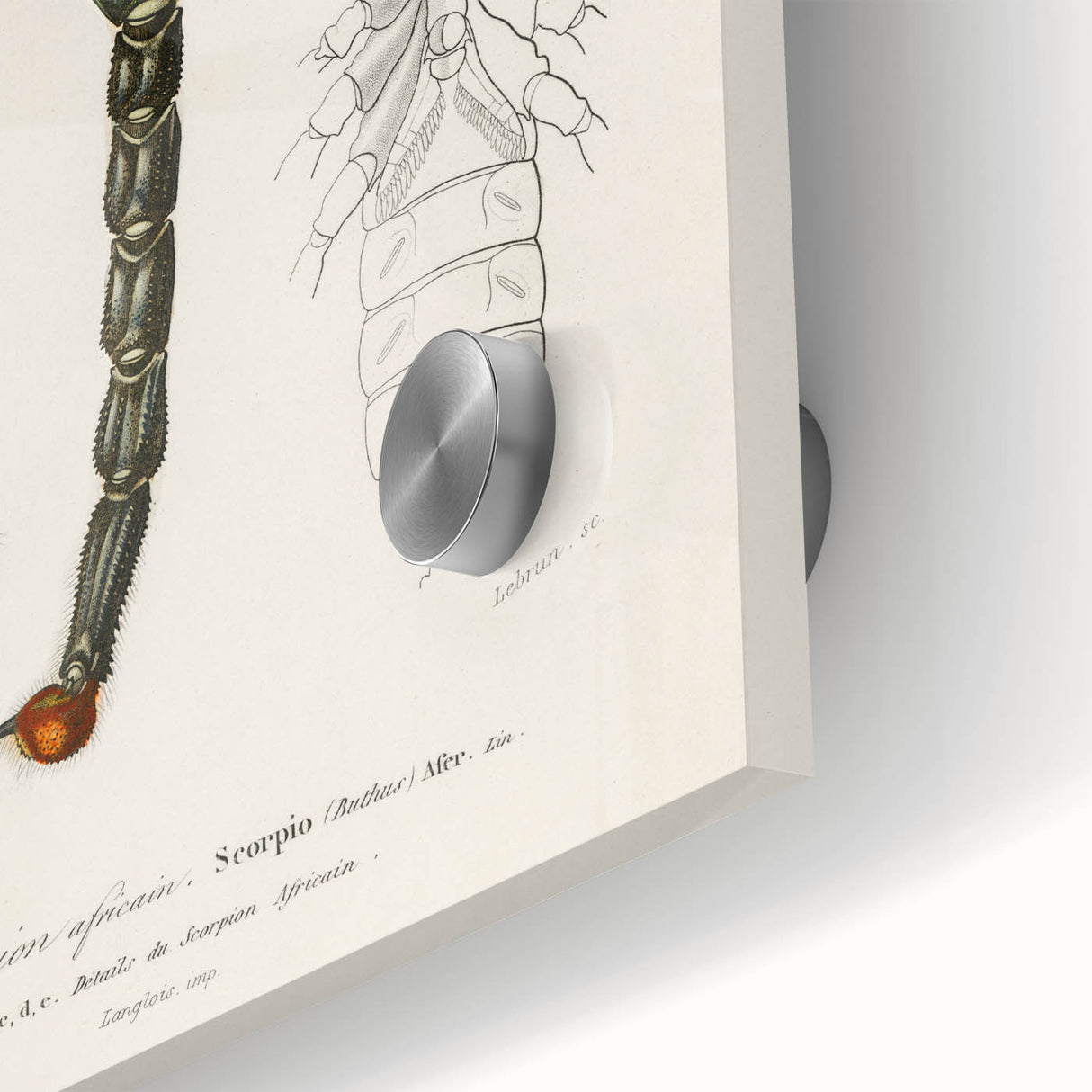 Romanticism Art: Emperor Scorpion Illustration Canvas Print