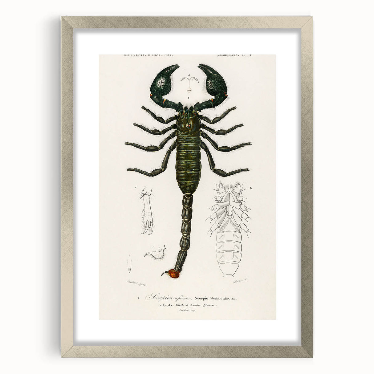 Romanticism Art: Emperor Scorpion Illustration Canvas Print