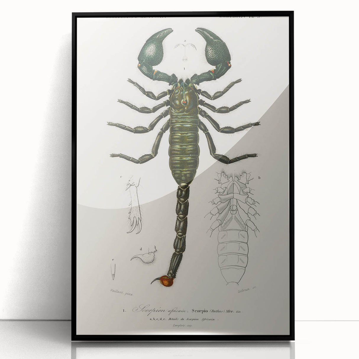 Romanticism Art: Emperor Scorpion Illustration Canvas Print