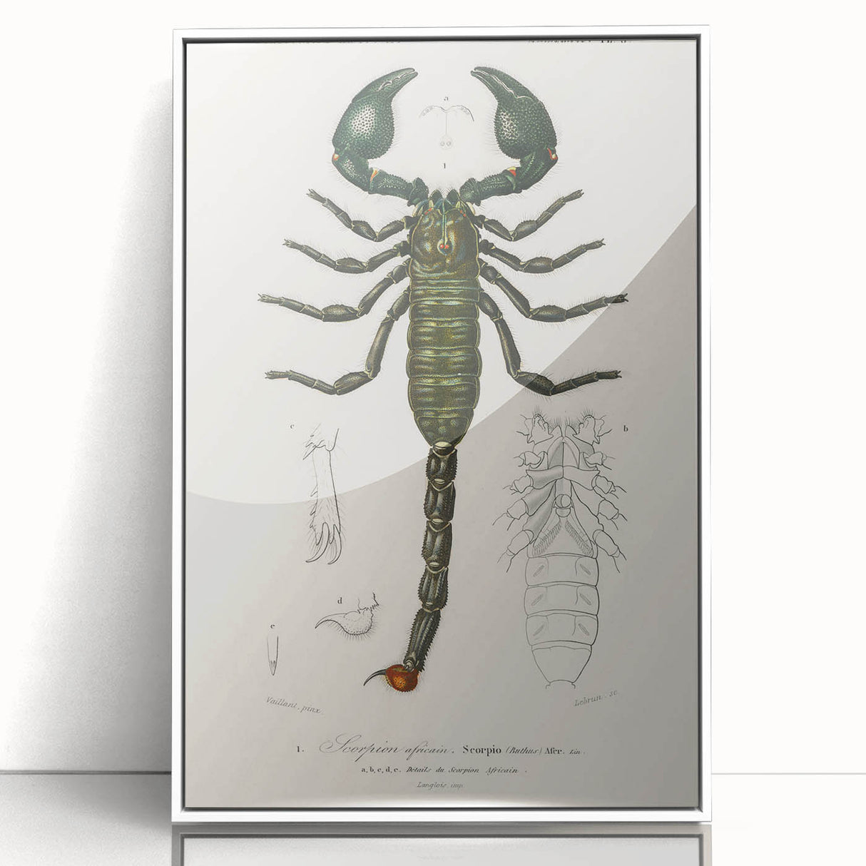 Romanticism Art: Emperor Scorpion Illustration Canvas Print