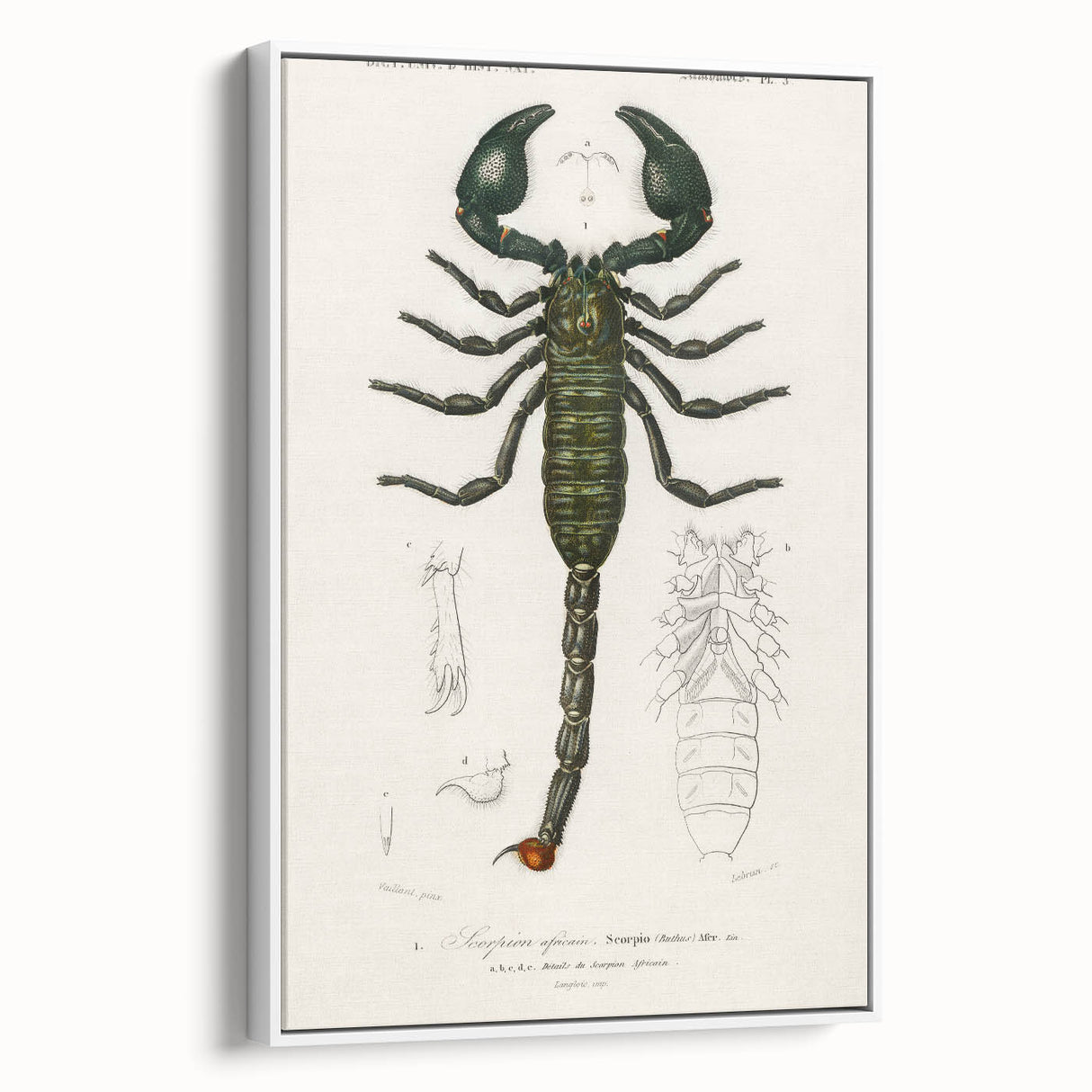 Romanticism Art: Emperor Scorpion Illustration Canvas Print