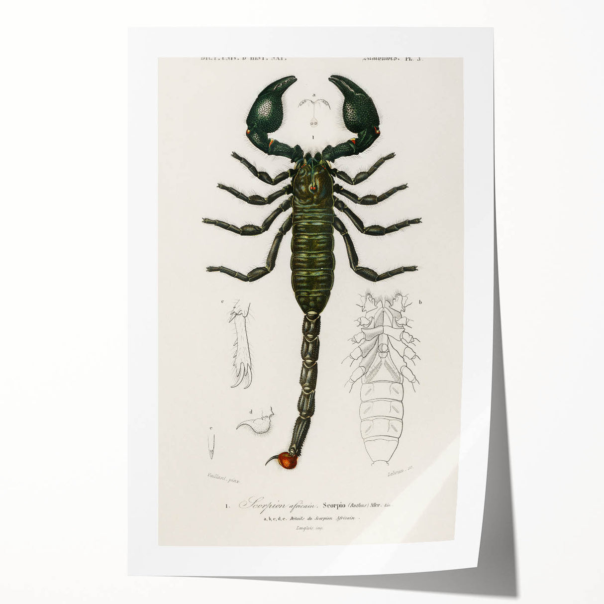 Romanticism Art: Emperor Scorpion Illustration Canvas Print