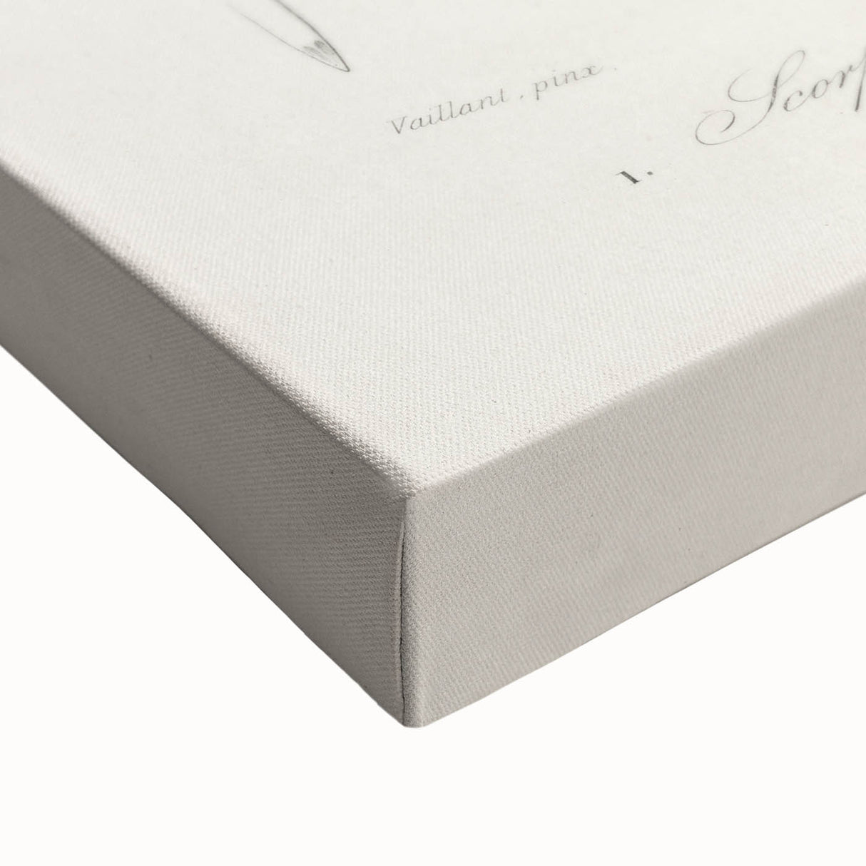 Romanticism Art: Emperor Scorpion Illustration Canvas Print