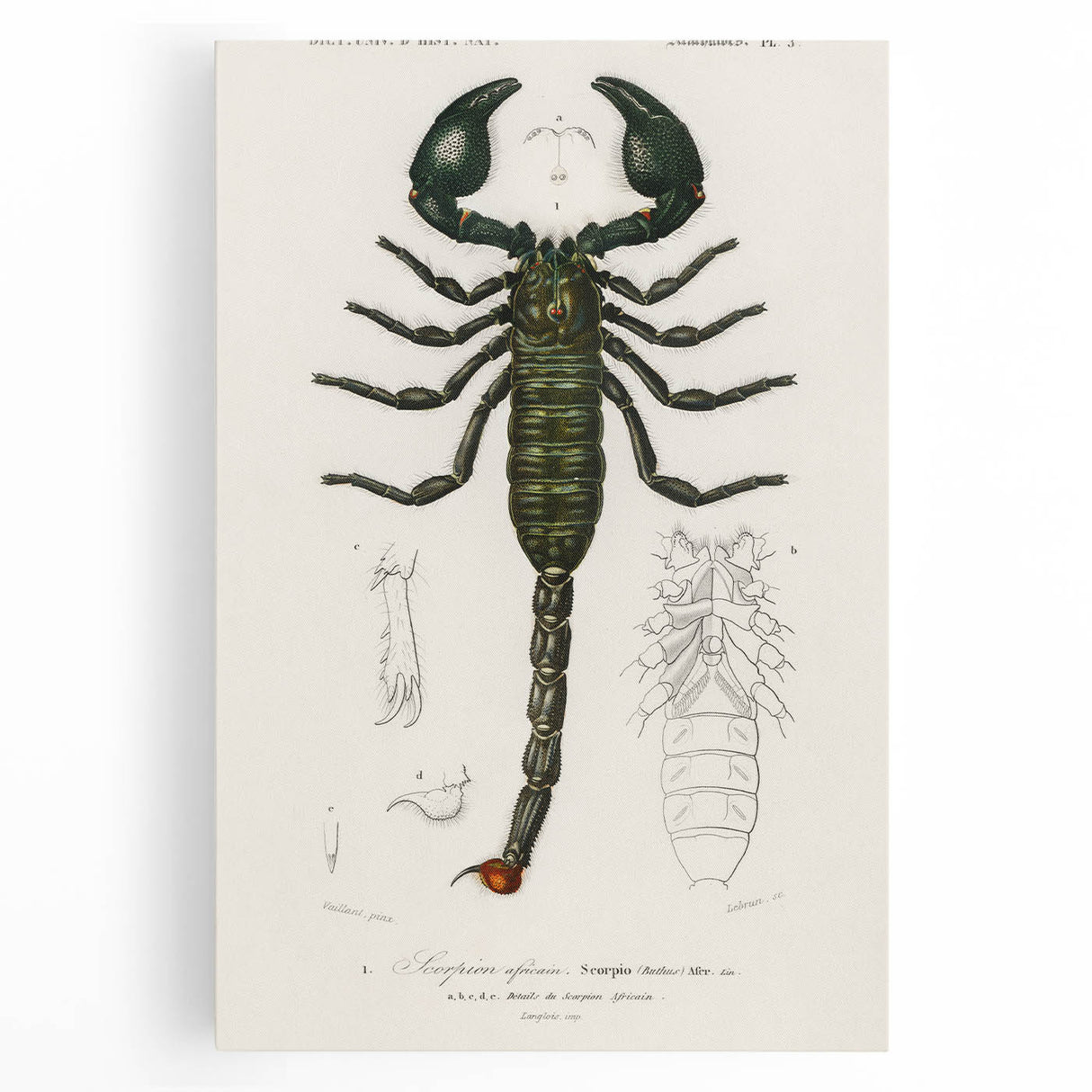 Romanticism Art: Emperor Scorpion Illustration Canvas Print