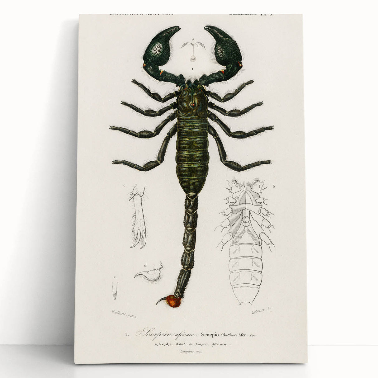 Romanticism Art: Emperor Scorpion Illustration Canvas Print