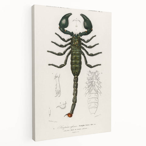 Romanticism Art: Emperor Scorpion Illustration Canvas Print