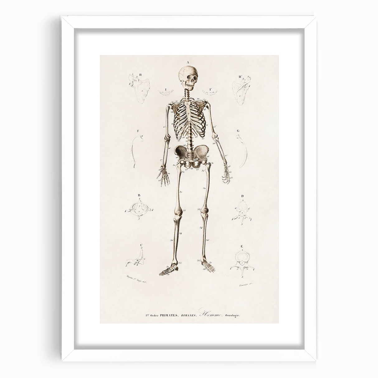 Romanticism Art: Human Skeleton Anatomical Illustration Canvas Print