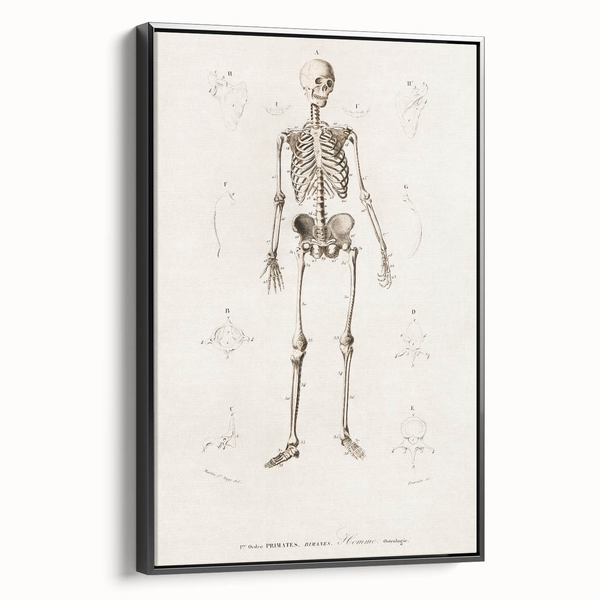 Romanticism Art: Human Skeleton Anatomical Illustration Canvas Print