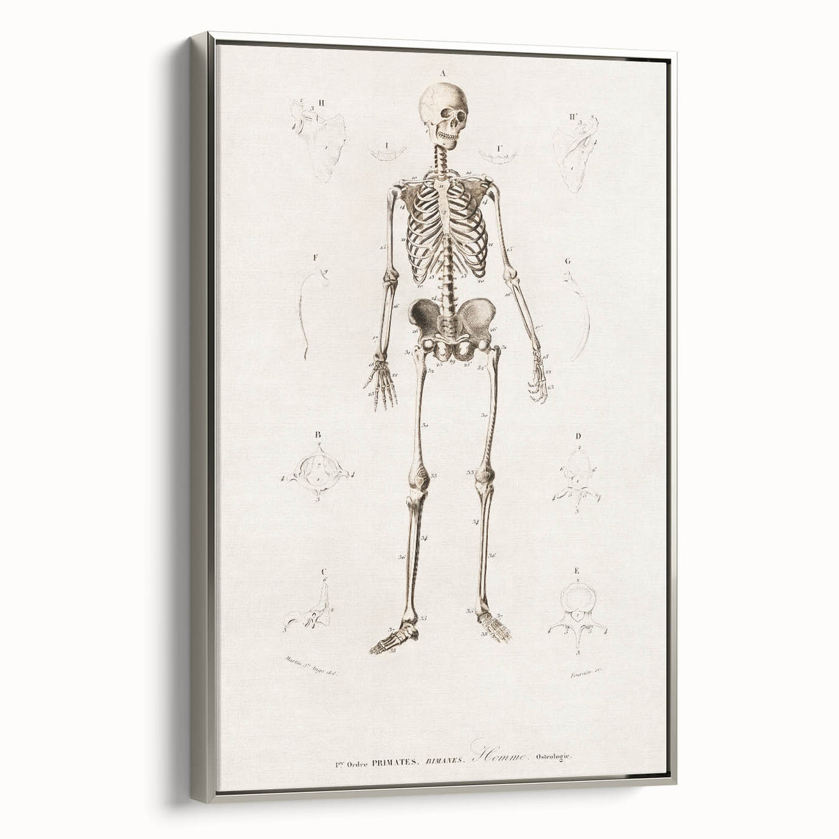 Romanticism Art: Human Skeleton Anatomical Illustration Canvas Print