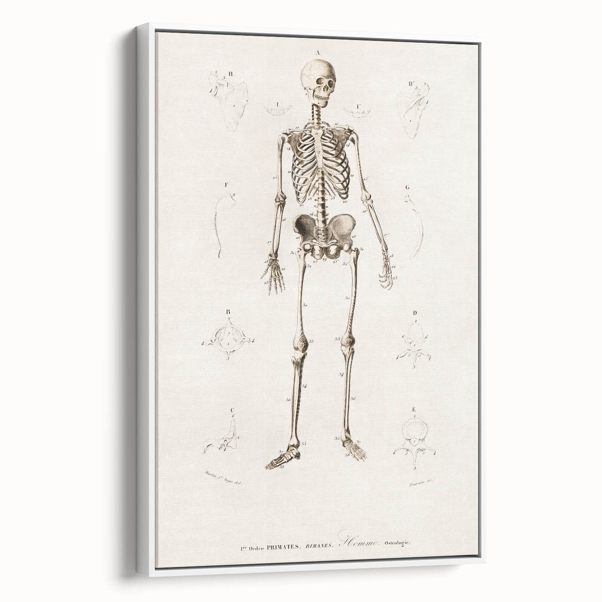 Romanticism Art: Human Skeleton Anatomical Illustration Canvas Print