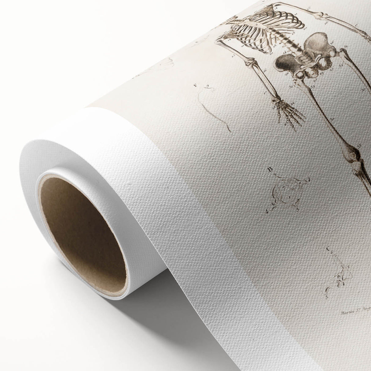 Romanticism Art: Human Skeleton Anatomical Illustration Canvas Print