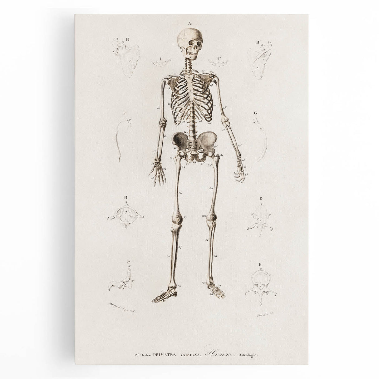 Romanticism Art: Human Skeleton Anatomical Illustration Canvas Print