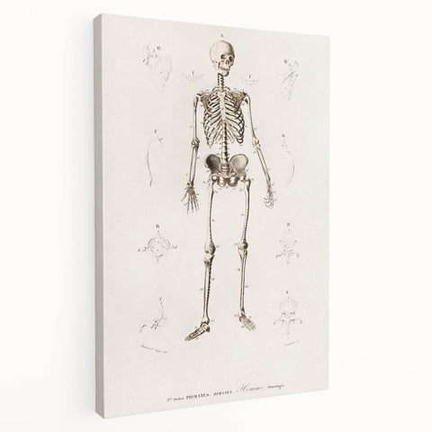 Romanticism Art: Human Skeleton Anatomical Illustration Canvas Print