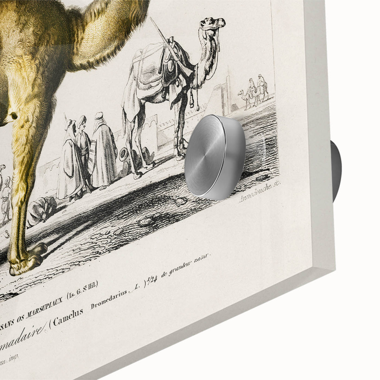 Historic Romantic Art: Camel Illustration - Cultural Romantic Wall Art