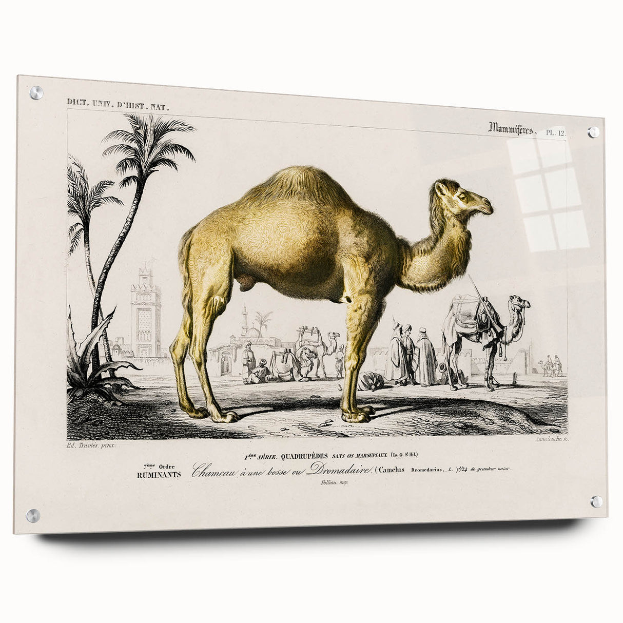 Historic Romantic Art: Camel Illustration - Cultural Romantic Wall Art