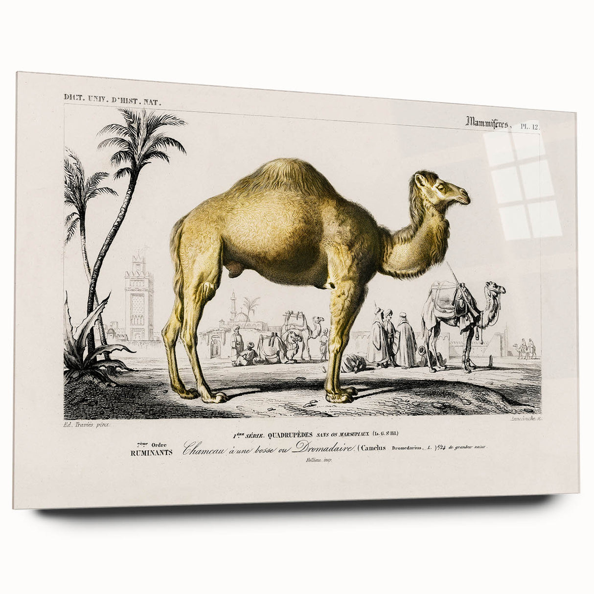 Historic Romantic Art: Camel Illustration - Cultural Romantic Wall Art