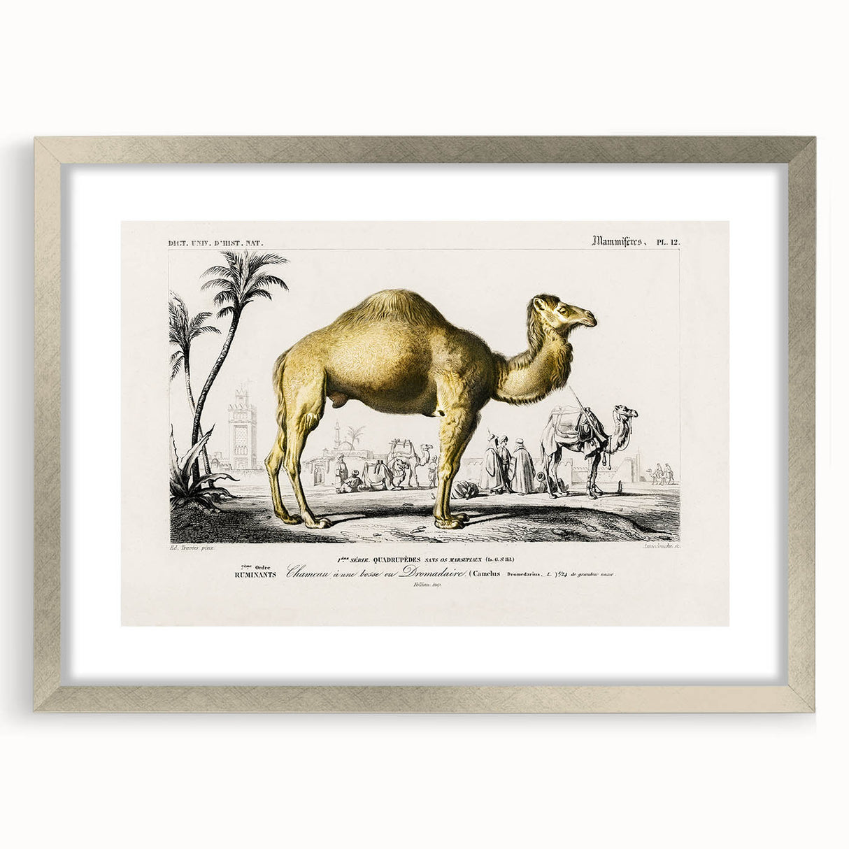 Historic Romantic Art: Camel Illustration - Cultural Romantic Wall Art