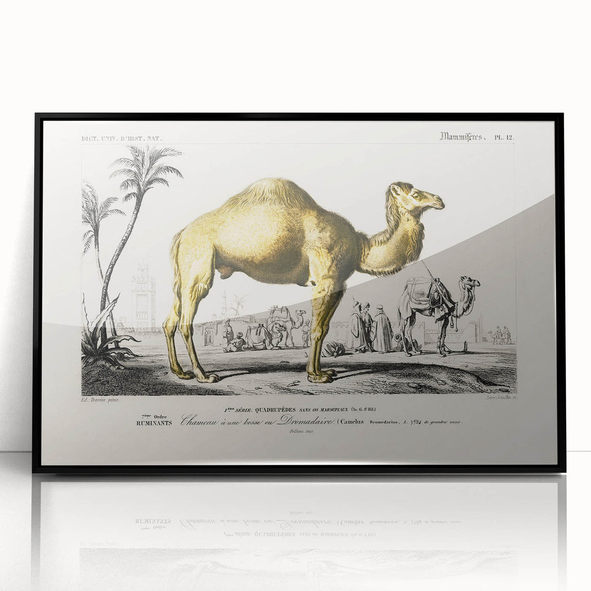 Historic Romantic Art: Camel Illustration - Cultural Romantic Wall Art