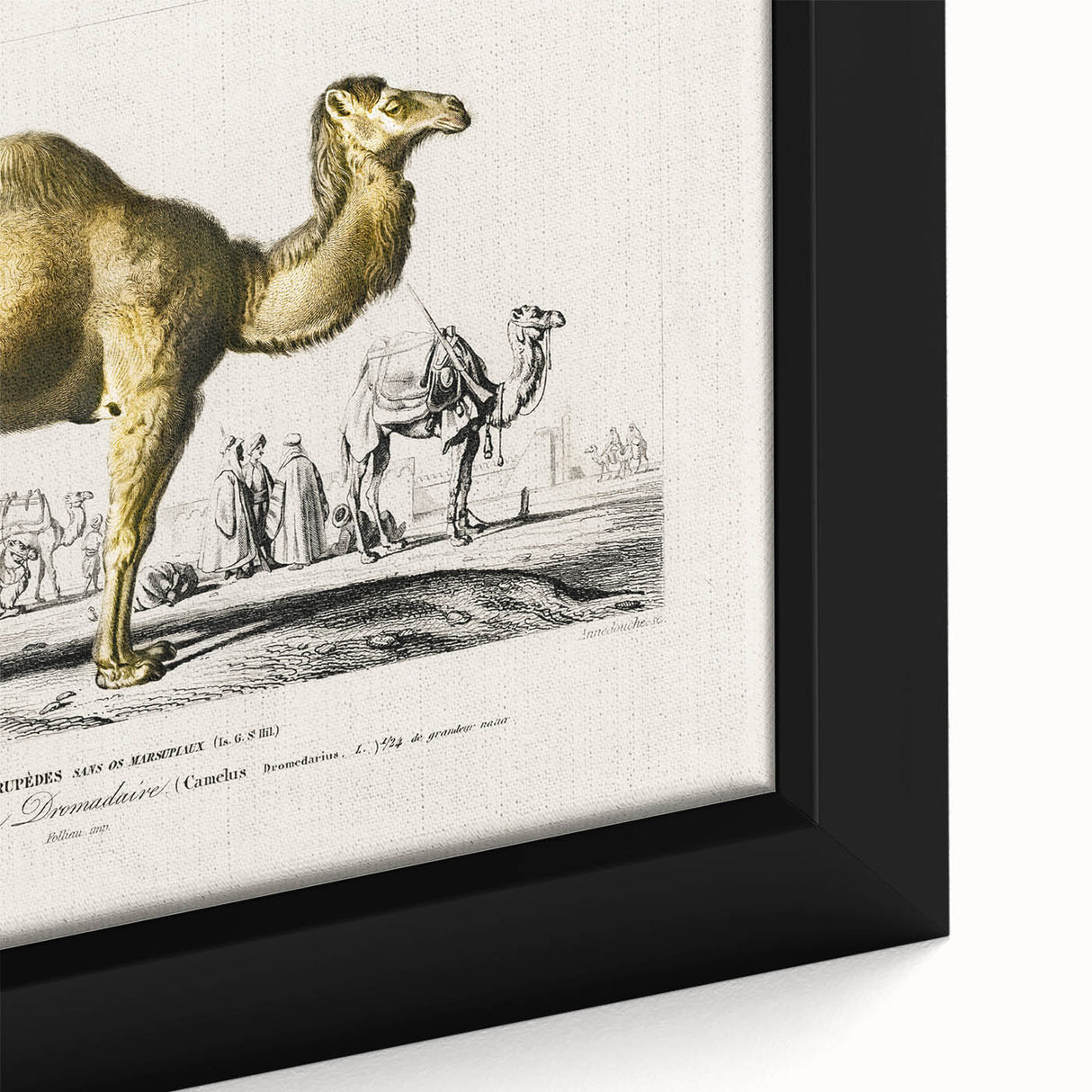 Historic Romantic Art: Camel Illustration - Cultural Romantic Wall Art