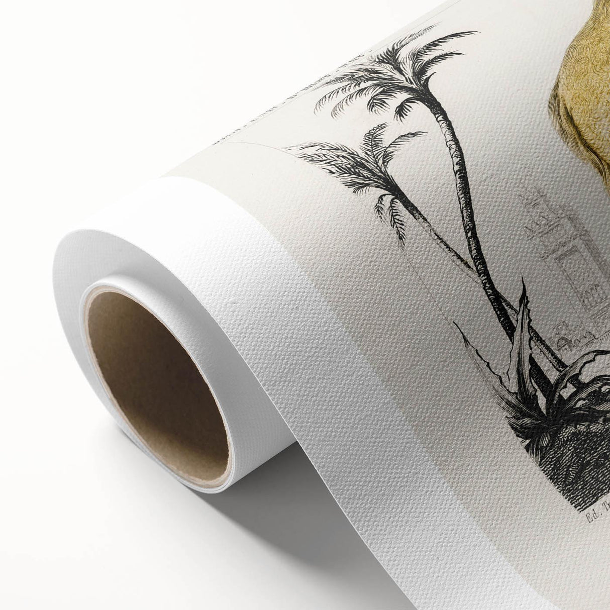 Historic Romantic Art: Camel Illustration - Cultural Romantic Wall Art