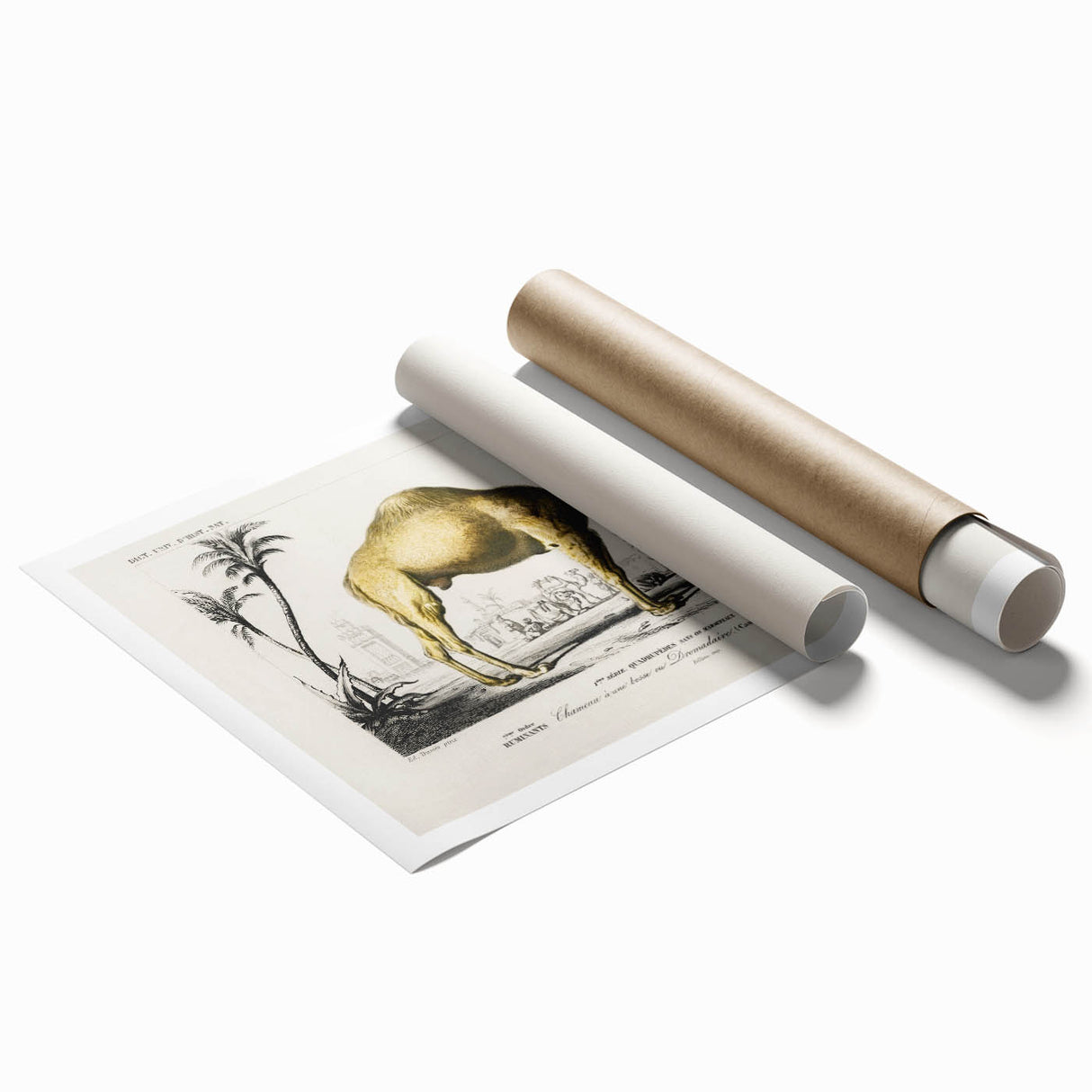 Historic Romantic Art: Camel Illustration - Cultural Romantic Wall Art